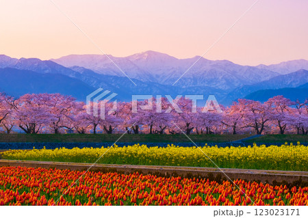 あさひ舟川・春の四重奏 あさひ舟川・春の四重奏 123023171