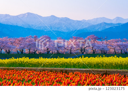 あさひ舟川・春の四重奏 123023175