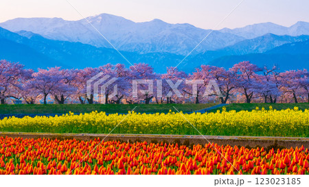 あさひ舟川・春の四重奏 あさひ舟川・春の四重奏 123023185