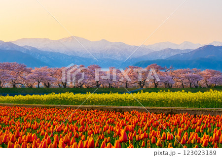 あさひ舟川・春の四重奏 123023189