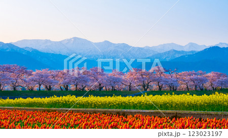 あさひ舟川・春の四重奏 あさひ舟川・春の四重奏 123023197