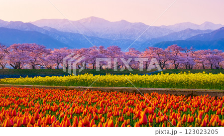 あさひ舟川・春の四重奏 123023205