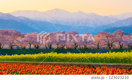 あさひ舟川・春の四重奏 あさひ舟川・春の四重奏 123023210
