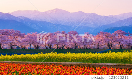 あさひ舟川・春の四重奏 あさひ舟川・春の四重奏 123023211