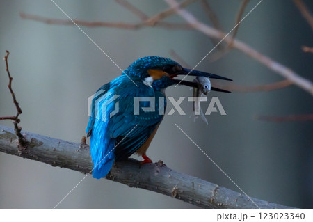 埼玉県川越市池辺　川越水上公園　修景池（ボート池）の周りの枝にとまる小魚をくわえたカワセミ 123023340