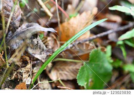 野生のカンラン(寒蘭) 野生のカンラン(寒蘭) 123023830