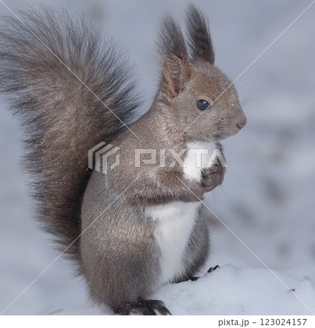 エゾリス　冬 123024157