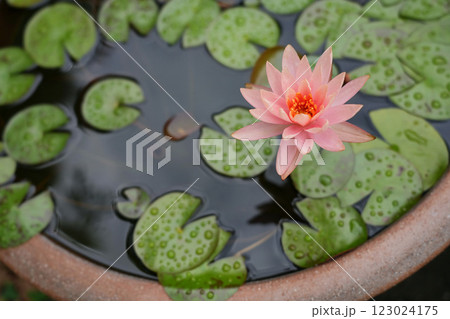 水面に浮かぶ睡蓮の花 水面に浮かぶ睡蓮の花 123024175