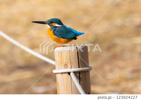 埼玉県川越市池辺　川越水上公園　修景池（ボート池）の水辺にとまるカワセミの排泄 123024227