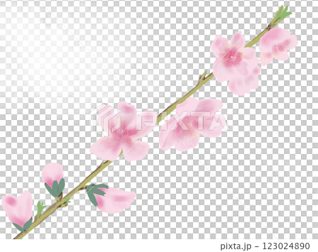 青空に舞う桃の花 青空に舞う桃の花 123024890