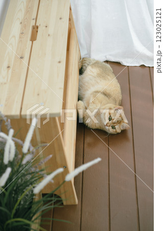 pet care concept with british cat relax and sleep in living room 123025121