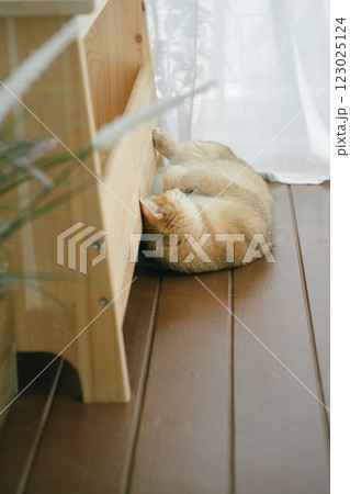 pet care concept with british cat relax and sleep in living room 123025124