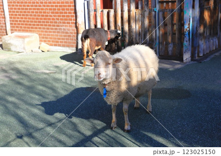 こども動物園　高島平分園　ひつじ 123025150