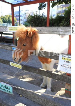 こども動物園 高島平分園 かわいいポニー こども動物園 高島平分園 かわいいポニー 123025163