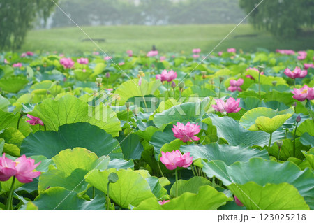 神秘的な光に包まれたハス	 123025218