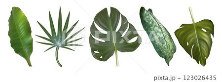 Tropic plant leaves set on white background 123026435