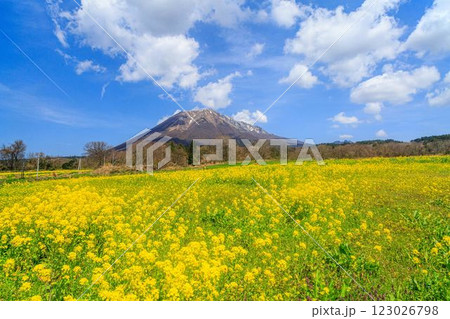 大山山麓の桜 123026798