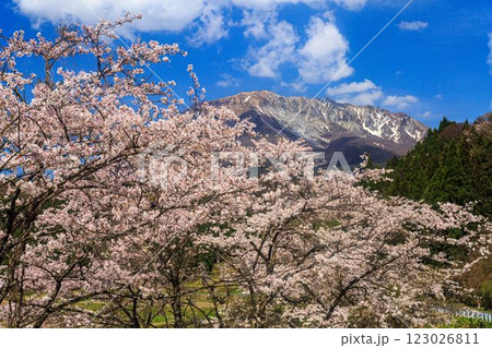 大山山麓の桜 123026811