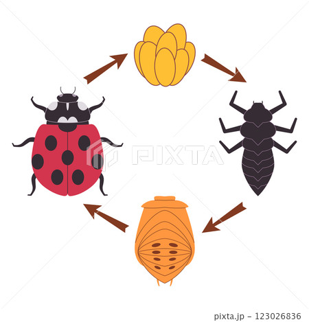 Ladybug insect ladybird bug beetle metamorphosis transformation change stage cycle of life phase eggs larva pupa progress nature transform icon design illustration Ladybug insect ladybird bug beetle metamorphosis transformation change stage cycle of life phase eggs larva pupa progress nature transform icon design illustration 123026836
