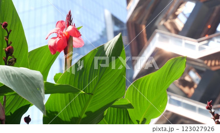 New York City, Hudson Yards, urban architecture in Chelsea, Manhattan Midtown, USA. Flowers bloom. New York City, Hudson Yards, urban architecture in Chelsea, Manhattan Midtown, USA. Flowers bloom. 123027926