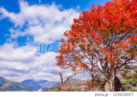 【群馬県】猿ヶ京温泉・赤谷湖　湖畔の紅葉 123028057
