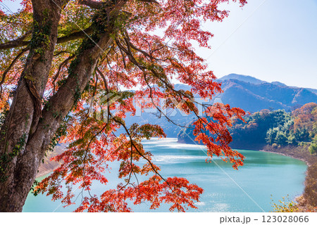 【群馬県】猿ヶ京温泉・赤谷湖　湖畔の紅葉 123028066