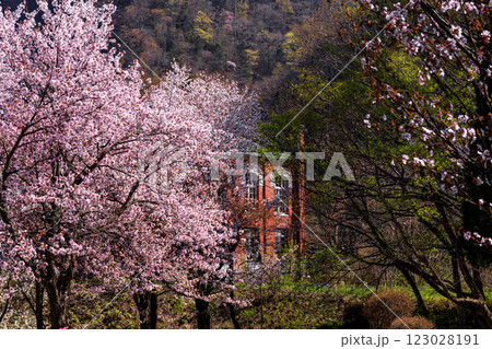 北海道夕張市、満開の桜と滝の上発電所【5月】 123028191