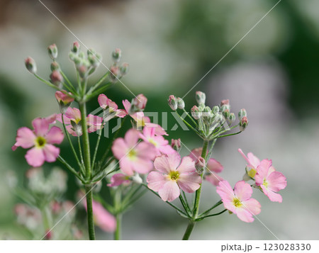 早春の花壇のプリムラ 早春の花壇のプリムラ 123028330