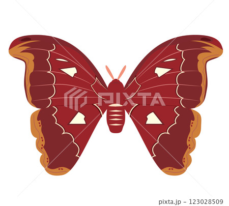 ヨナグニサン 123028509