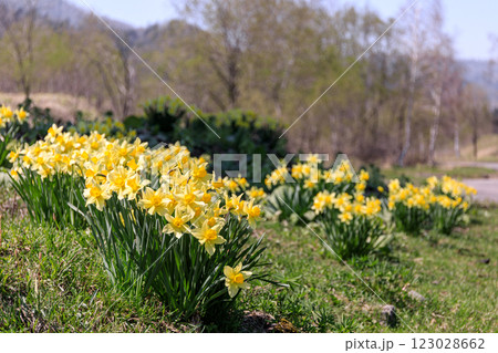 北海道夕張市、ダムに沈んだ旧鹿島地区でひっそりと咲くスイセン【5月】 123028662