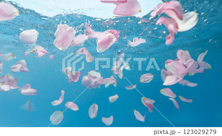 水中に浮かぶ桜の花びら、水色の背景 123029279