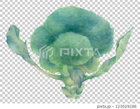 西蘭花水彩插圖 西蘭花水彩插圖 123029286