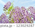 下から見上げる藤の花 123029287