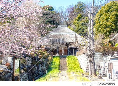 満開の早咲き桜 満開の早咲き桜 123029699