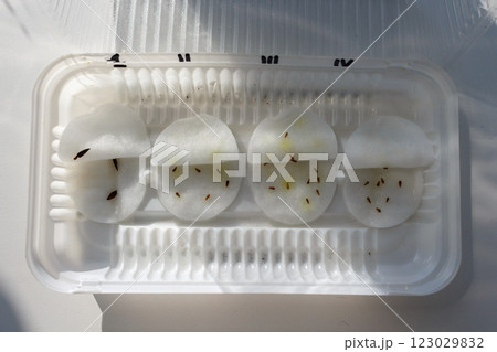 Aster and hyacinth seeds on damp cotton pads in a container 123029832