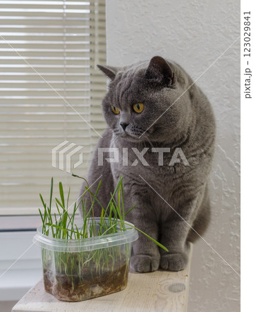 British cat next to sprouted grass on the loggia 123029841