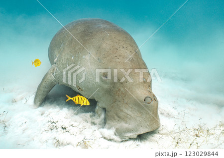 ジュゴン ジュゴン 123029844