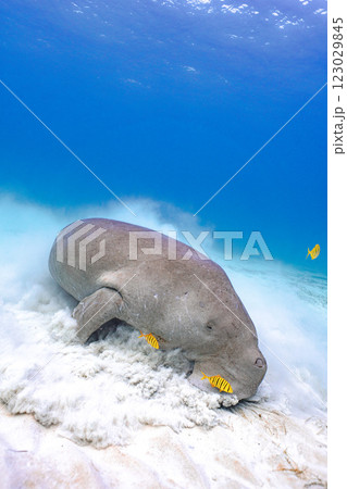 ジュゴン ジュゴン 123029845