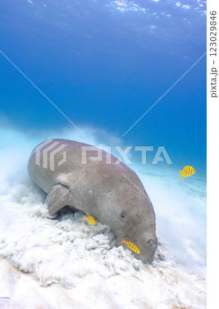 ジュゴン ジュゴン 123029846