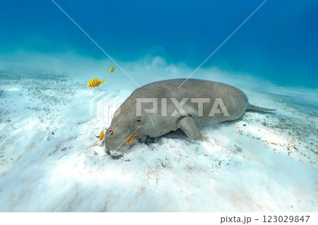 ジュゴン ジュゴン 123029847