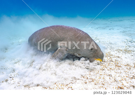 ジュゴン 123029848