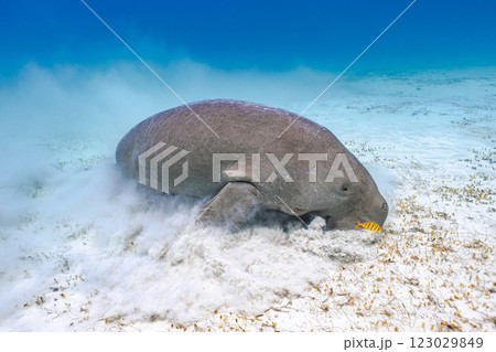 ジュゴン ジュゴン 123029849