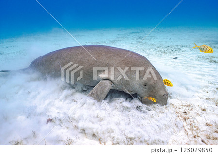 ジュゴン 123029850