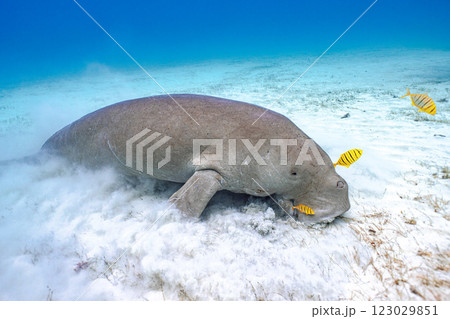 ジュゴン ジュゴン 123029851