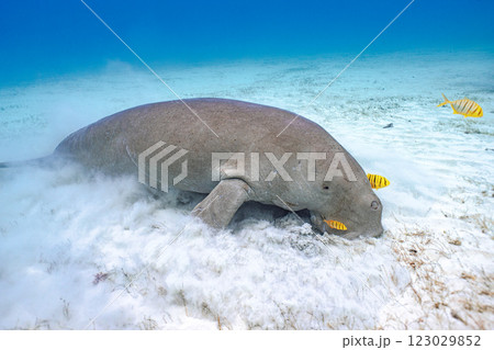 ジュゴン ジュゴン 123029852