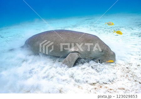 ジュゴン ジュゴン 123029853