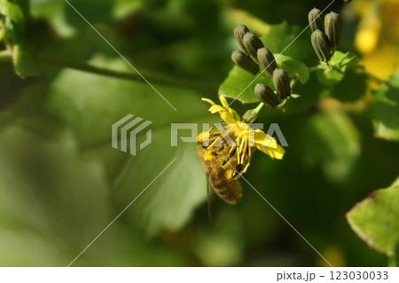 頭に花粉を付けたニホンミツバチ 頭に花粉を付けたニホンミツバチ 123030033
