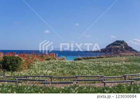 爪木崎：大島と爪木島を背景スイセンとアロエが咲く風景【富士箱根伊豆国立公園】静岡県下田市 123030084