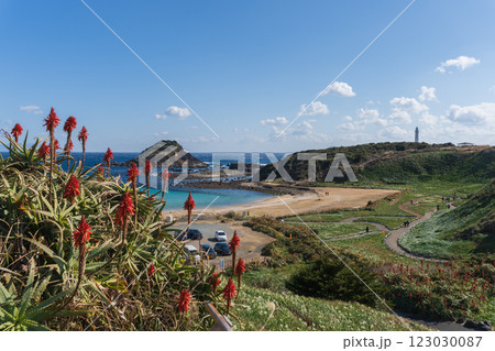 爪木崎:爪木島と灯台を背景にして咲くアロエ【富士箱根伊豆国立公園】静岡県下田市 爪木崎:爪木島と灯台を背景にして咲くアロエ【富士箱根伊豆国立公園】静岡県下田市 123030087