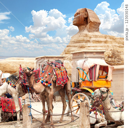 Camels near to famous Great Sphinx , Giza, Cairo, Egypt. Popular tourist attraction camel ride around pyramids. Dromedary camel and  statue of Sphinx, Giza complex (Giza Necropolis) 123030148